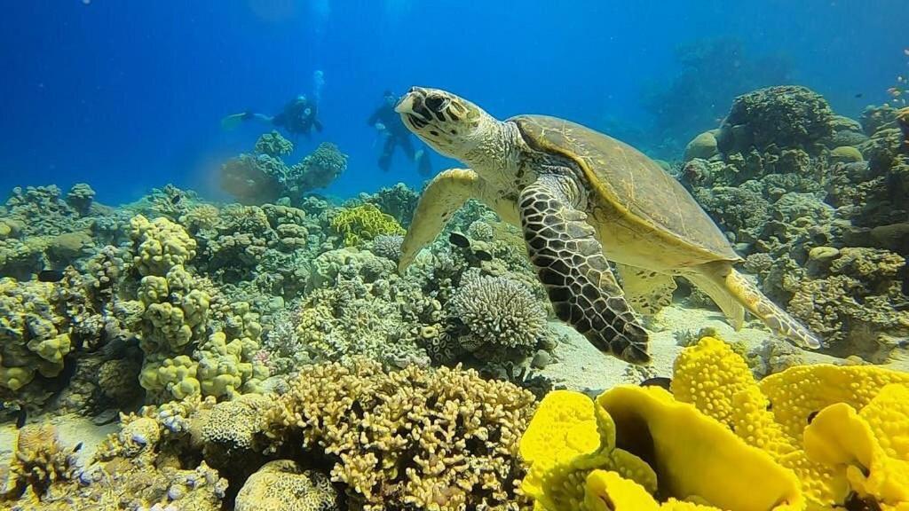 Bait Alaqaba Dive Center & Resort Εξωτερικό φωτογραφία