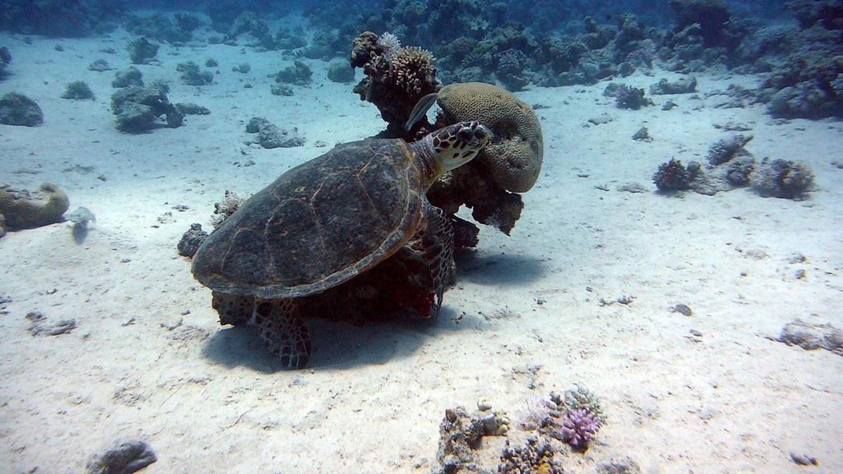 Bait Alaqaba Dive Center & Resort Εξωτερικό φωτογραφία