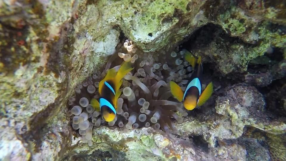 Bait Alaqaba Dive Center & Resort Εξωτερικό φωτογραφία