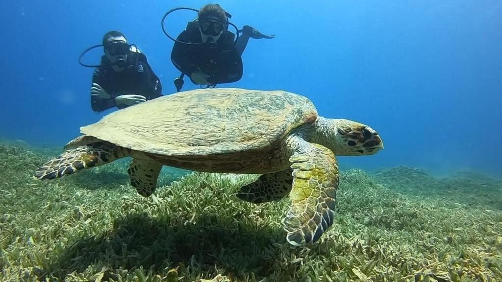 Bait Alaqaba Dive Center & Resort Εξωτερικό φωτογραφία