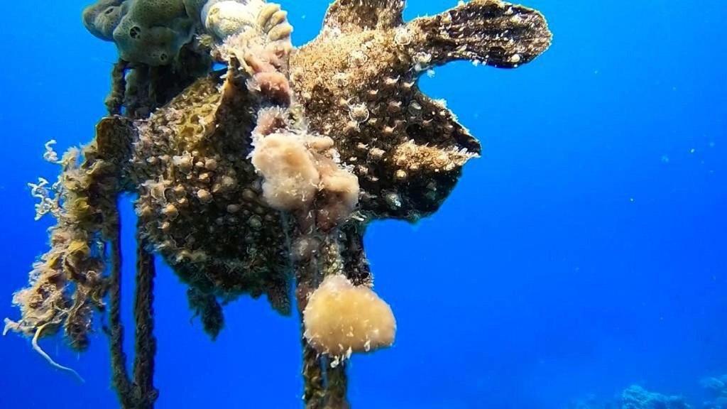 Bait Alaqaba Dive Center & Resort Εξωτερικό φωτογραφία