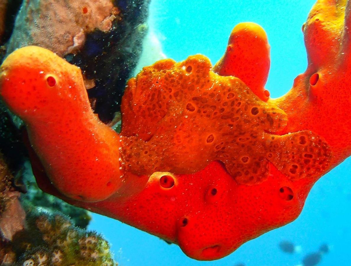 Bait Alaqaba Dive Center & Resort Εξωτερικό φωτογραφία